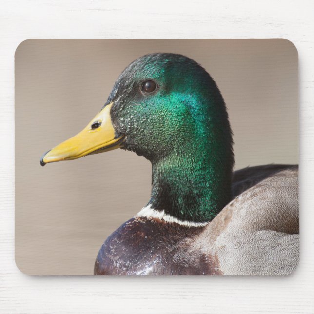 Mallard anka musmatta (Framsidan)