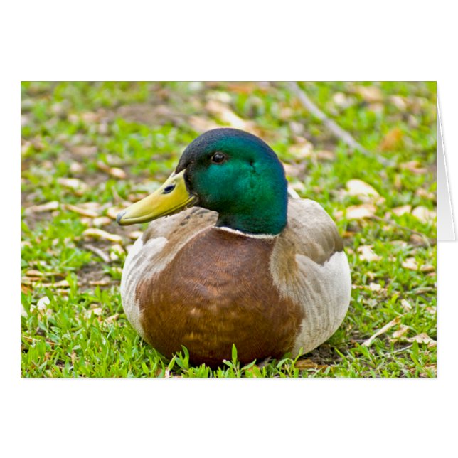 Mallard Anka OBS Kort (Framsidan Horizontal)