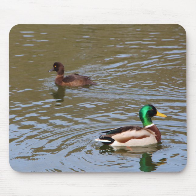 Mallard anka och tuftade anka vid en flod musmatta (Framsidan)