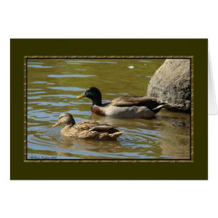 Mallard Anka Pair OBS Kort