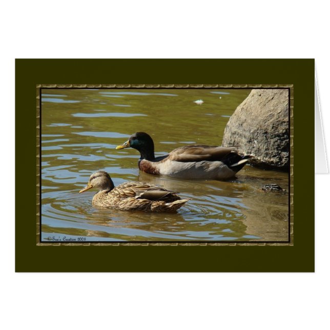 Mallard Anka Pair OBS Kort (Framsidan Horizontal)