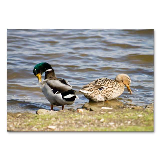 Mallard Anka par Bordsnummer (Framsidan)