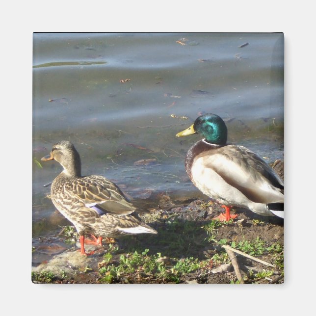 Mallard anka par magnet (Framsidan)