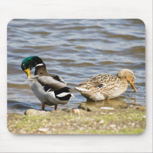 Mallard Anka par Musmatta