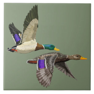 Mallard anka par under flygning kakelplatta