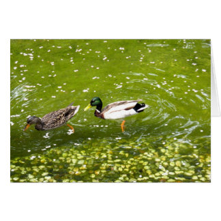 Mallard Anka-parkkort Hälsningskort