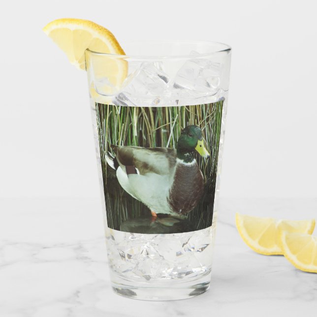 Mallard Anka Photo Fridluftsmänniska Sjö Bird Glaskopp (Framsida Ice)