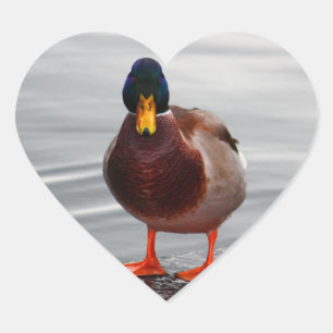 Mallard Anka Photo Hjärtformat Klistermärke