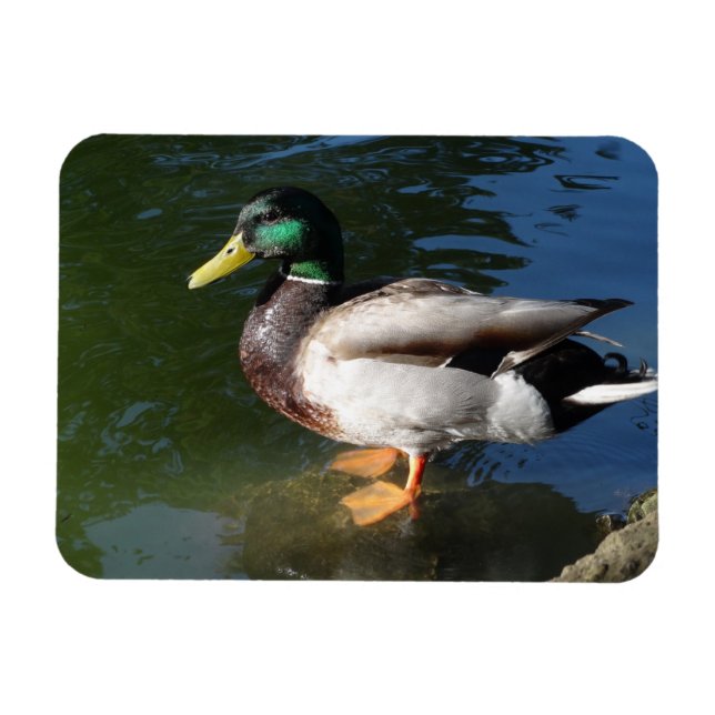 Mallard Anka Photo Magnet (Horisontell)