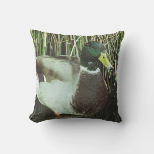 Mallard Anka Photo Male Sjö Wildlife Bird Kudde