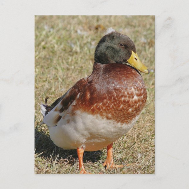 Mallard Anka Photo Postcard Vykort (Framsida)