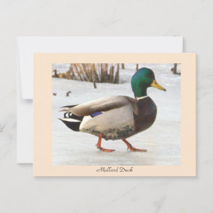 Mallard Anka Photo Postcard Vykort