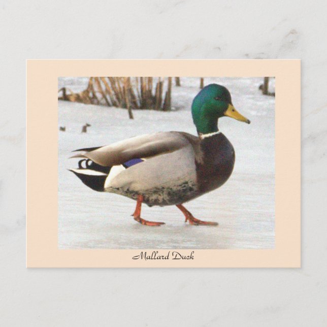 Mallard Anka Photo Postcard Vykort (Framsida)