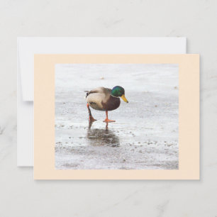 Mallard Anka Photo Postcard Vykort