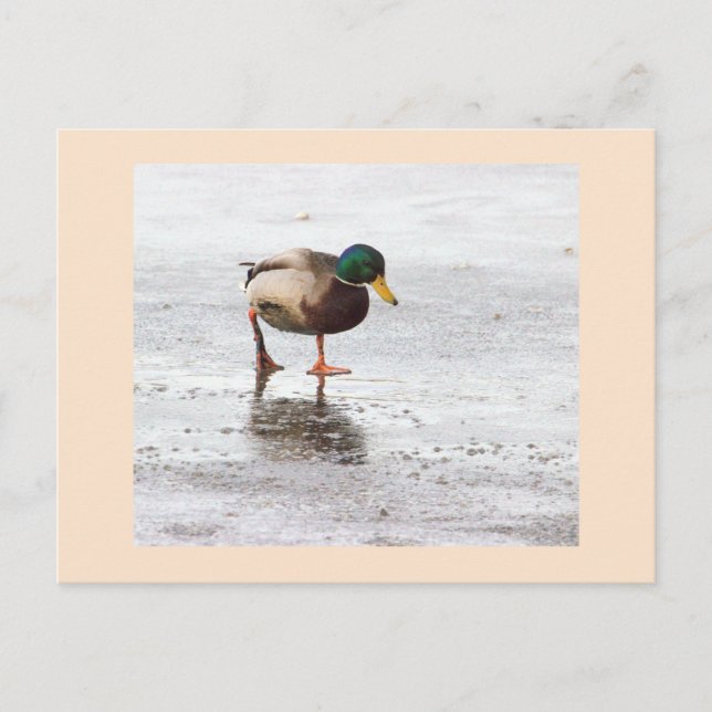 Mallard Anka Photo Postcard Vykort (Framsida)