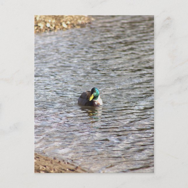 Mallard Anka Photo Postcard Vykort (Framsida)