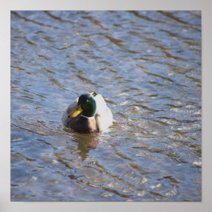 Mallard Anka Photo Poster