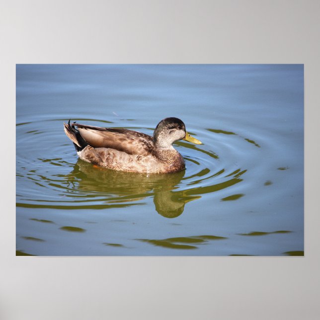 Mallard Anka Photo Poster (Framsidan)