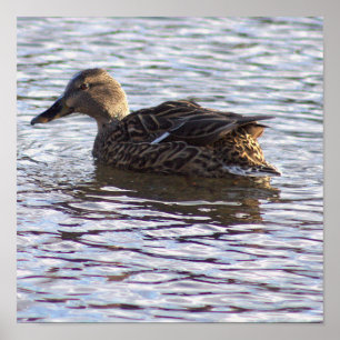 Mallard Anka Photo Poster