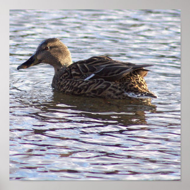 Mallard Anka Photo Poster (Framsidan)