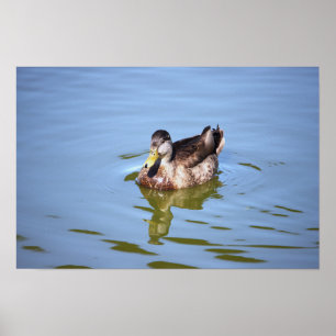 Mallard Anka Photo Poster