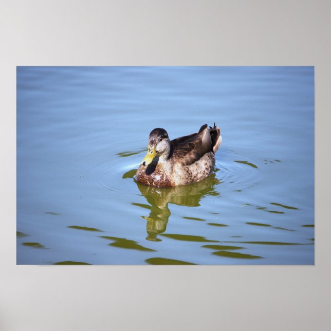Mallard Anka Photo Poster (Framsidan)