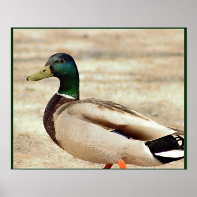 Mallard Anka Photo Poster (Framsidan)