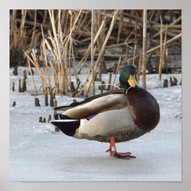 Mallard Anka Photo Poster (Framsidan)