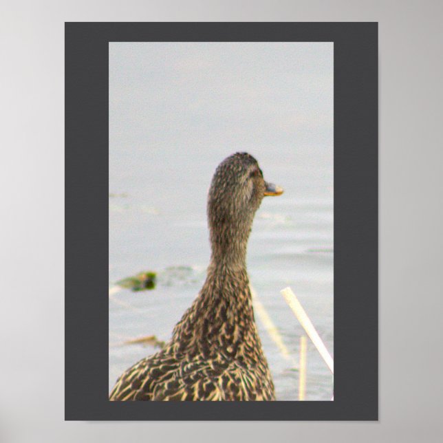 Mallard Anka Photo Poster (Framsidan)