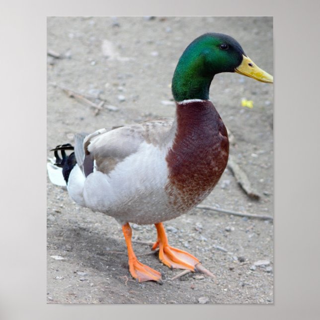 Mallard Anka Photo Poster (Framsidan)