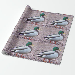 Mallard Anka Photo Presentpapper