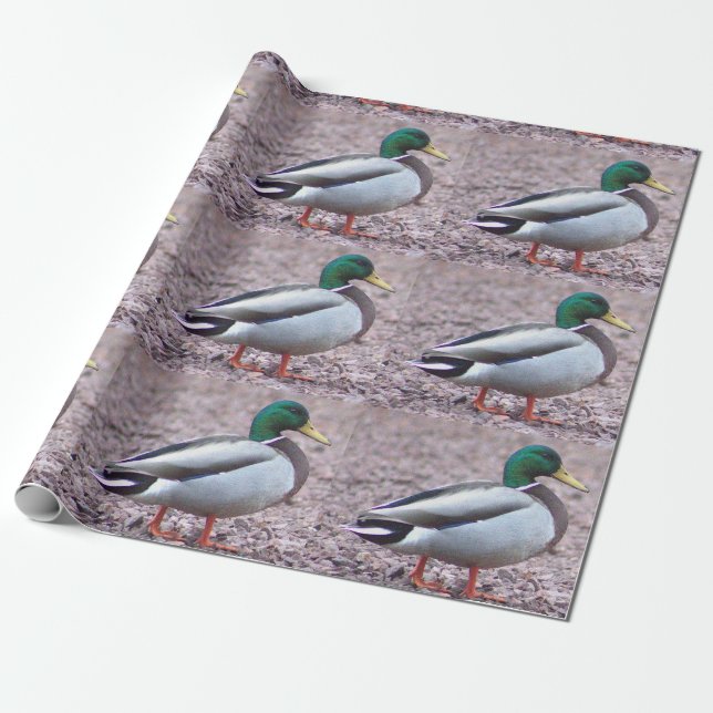 Mallard Anka Photo Presentpapper (Utrullad)