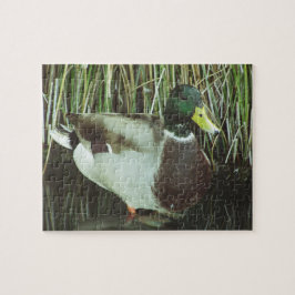 Mallard Anka Photo Sjö Wildlife Vatten Bird Pussel