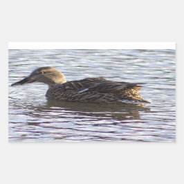 Mallard Anka Photo Stickers Rektangulärt Klistermärke
