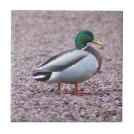 Mallard Anka Photo Tile Kakelplatta