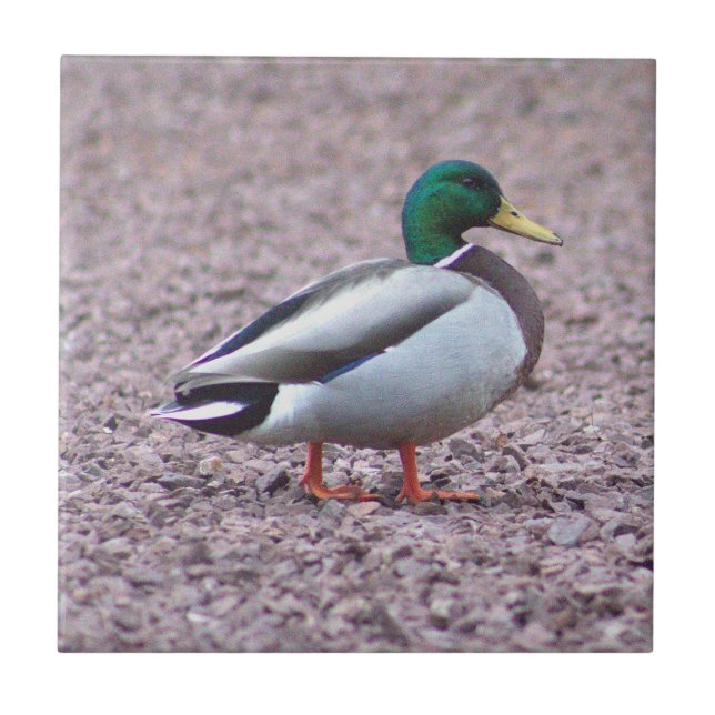 Mallard Anka Photo Tile Kakelplatta (Framsidan)