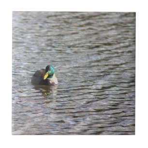 Mallard Anka Photo Tile Kakelplatta