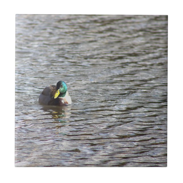 Mallard Anka Photo Tile Kakelplatta (Framsidan)
