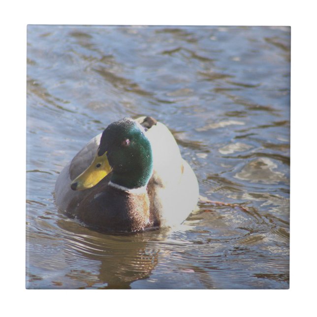 Mallard Anka Photo Tile Kakelplatta (Framsidan)