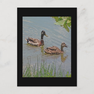 Mallard Anka Photo Vykort