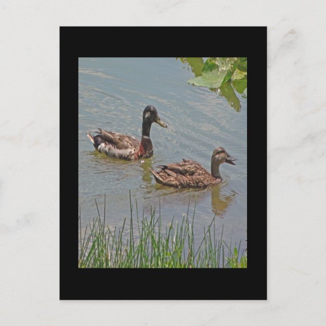 Mallard Anka Photo Vykort (Framsida)
