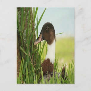 Mallard Anka Photo Vykort