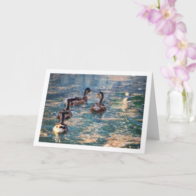 Mallard Anka Porträtt Kort (Orkide)