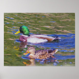 Mallard Anka Poster
