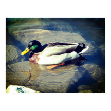 Mallard Anka