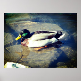 Mallard Anka Poster