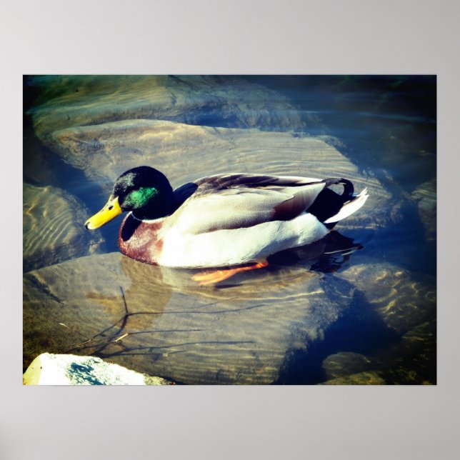 Mallard Anka Poster (Framsidan)