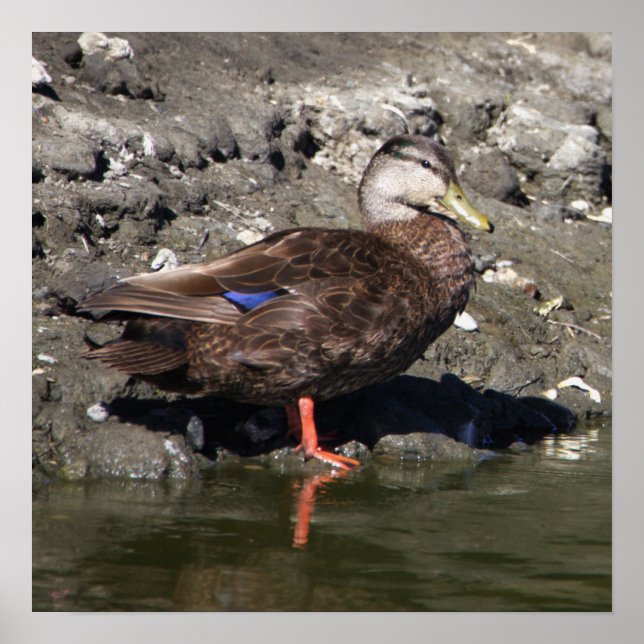 Mallard Anka Poster (Framsidan)