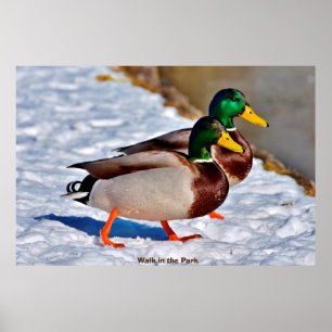 Mallard Anka Poster