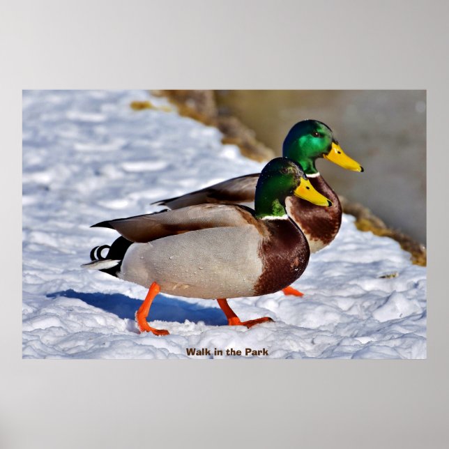 Mallard Anka Poster (Framsidan)